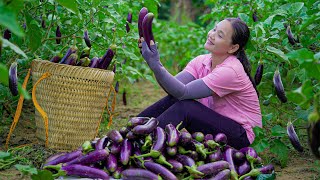 Harvest Solanum Melongena amp Psidium Guajava Goes to the market sell  Thuy Daily Life [upl. by Ahsiret]