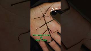 Look for these 3 stick bugs in 2024 insects nature walkingsticks stickinsect [upl. by Hgielac]