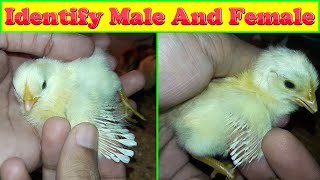 How to Identify Male and Female Chicks [upl. by Maxima]