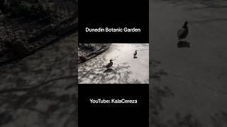 Dunedin Botanic Garden dunedin views shorts newzealand aotearoa travel video nz trip [upl. by Eibreh]