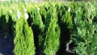 See How to Fertilize your Cedars and Arborvitae [upl. by Batish]