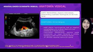 ECOGRAFIA GENERALIDADES RENAL VESICAL Y PROSTATICA   Selena Álvarez  Urología [upl. by Anire514]