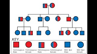 Pedigree Analysis of autosomal recessive inheritance [upl. by Citarella]