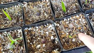 How to Grow Remotely Germinating Palms From Seed Part 3 Bismarckia Sabal Livistona Copernicia [upl. by Mylander]