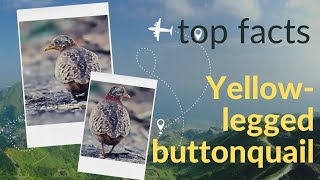 yellowlegged buttonquail facts 🦆 endemic to the Indian subcontinent East Asia and Southeast Asia [upl. by Yeslek]