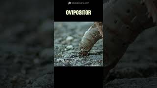 Ovipositor Mystery Adaptation [upl. by Elleirda]