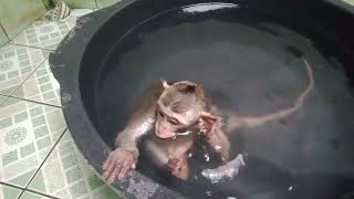 Cute baby monkey Gabys swim and diving bathing [upl. by Nnaeoj]