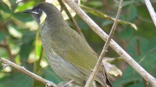 The sound of Lewins Honeyeater [upl. by Hurff]