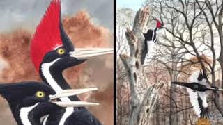 Ivory Billed Woodpecker Returns from Extinction [upl. by Eynahpets135]