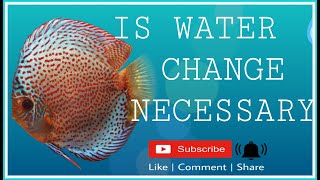 IS WATER CHANGE NECESSARY FOR DISCUS LETS FIND OUT [upl. by Georgi]