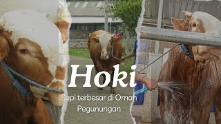 Arbifarm  Hoki Sapi terbesar di Omah Pegunungan [upl. by Royo]