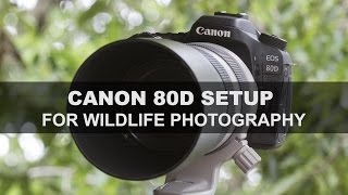 Canon 80D  Setup for Wildlife Photography [upl. by Airbmat209]