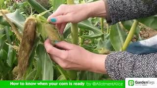 How to Know When Your Corn is Ready to Harvest [upl. by Edecrem]