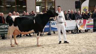 Aanwijzing kampioen oudere koeien Wintershow Middenmeer [upl. by Arno]