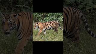 കടുവ വെള്ളം കുടിക്കാൻ വരുന്നുtiger at thekkady shortsfeed travel shortsvideo breakingnews tiger [upl. by Hudson]