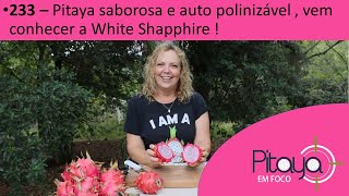 233  Pitaya saborosa e auto polinizável  vem conhecer a White Shapphire pitaya dragonfruit [upl. by Adnilrem]