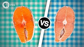 Wild Salmon or Farmed Salmon Which is Better  Serving Up Science [upl. by Mikahs]