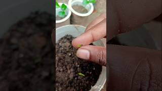 Rescue mini celosia plant 🐜 ☘️garden [upl. by Electra807]