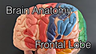 Cerebral cortex anatomy frontal lobe English [upl. by Nonrev387]