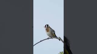 Goldfinch Singing  Bird Sounds [upl. by Clemmie810]