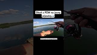 Okoń z PZW na jasną pijawkę perch perchfishing spinning fishing fish spinningclass shorts [upl. by Eiramasil]