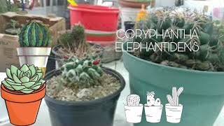 CORYPHANTHA ELEPHANTIDENS [upl. by Alocin]