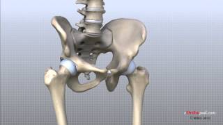 Hip Anatomy Animated Tutorial [upl. by Ames]