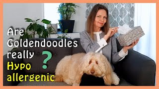 Are GOLDENDOODLES HYPOALLERGENIC  Allergic to dogs [upl. by Winnie]