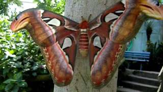 Attacus atlas [upl. by Nydnarb329]