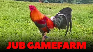 JUB GAMEFARM Quality Farm in the Philippines [upl. by Holmes23]