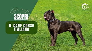 Il Gigante Italiano Scopri il Cane Corso tra Forza e Fedeltà  Fauna Fanatic [upl. by Brade]