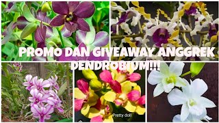 GIVEAWAY ANGGREK DENDROBIUM🥰 [upl. by Tybi]