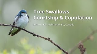 Tree Swallows  Courtship amp Copulation [upl. by Tacita570]