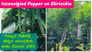 intensive pepper cultivation  gliricidia for Pepper growing  ಕಾಳು ಮೆಣಸು ಗೊಬ್ಬರ ಗಿಡದಲ್ಲಿ ಬೆಳೆಸಿ [upl. by Renny]