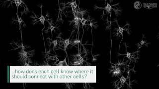 Visualization of newly formed synapses with unprecedented resolution [upl. by Loring]