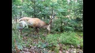 Hirschtal Rotwildgehege Enzklösterle quotHirsch fegt sich den Bast von seinem Geweihquot [upl. by Flem]