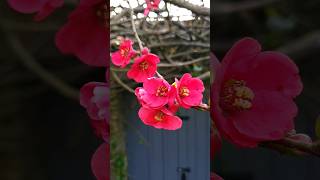 Chaenomeles Japonica Japanese Quince [upl. by Ladnik]