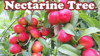 Growing Dwarf Nectarine Fruit Trees  How to Stake a Tree  Plants Staking Support  GardenersLand [upl. by Geller]