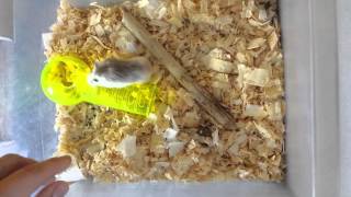 Roborovski Hamster Breeder [upl. by Annahsat]