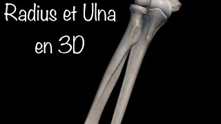 Le radius et l’ulna ostéologie de l’avant bras [upl. by Norabal]