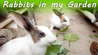 Cute beautiful Rabbits in my terrace Garden eating and enjoying [upl. by Meade923]