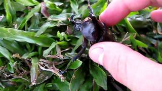 Rhinoceros Beetle Hiss [upl. by Mosira]