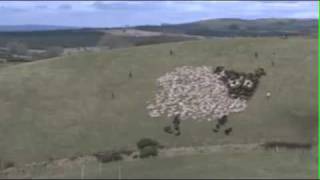 Extreme Sheep Herding  With Lights [upl. by Nothsa]