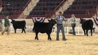 2011 Junior Angus Heifer Champions [upl. by Nevi11]