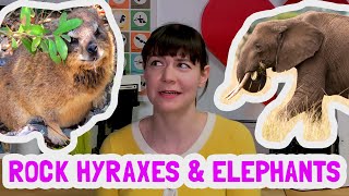 How is a rock hyrax related to an elephant [upl. by Aicinod]