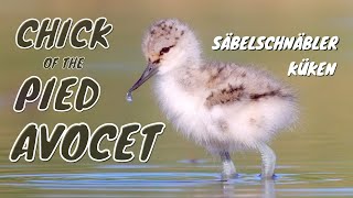 Pied Avocet Recurvirostra avosetta Chick  Säbelschnäbler Küken [upl. by Dnomaid]