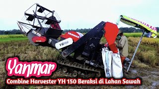 Yanmar Combine Harvester YH 150 Beraksi di Lahan Sawah [upl. by Emmer828]