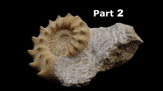 Ammonite Peltoceras limestone jurassic fossil preparation Part 2 [upl. by Bern]