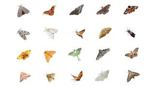 Types of Moths  Moth Species In English Language  Learn Moth Species [upl. by Ilaw473]