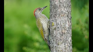 Green Woodpeckers Revealed A Close Encounter with Natures Vibrant Artisans [upl. by Clarita]